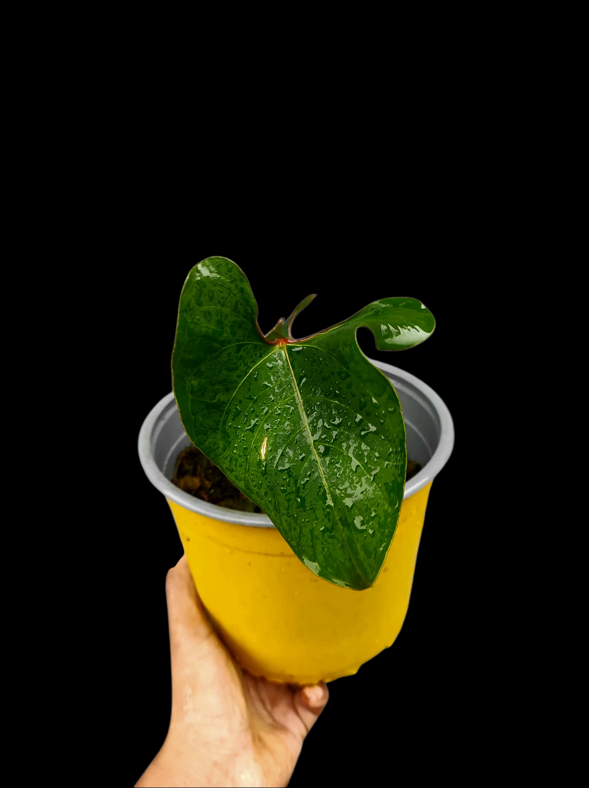 Anthurium sp. 'Huanuco Velvet' Wild Ecotype 2 Leaves (EXACT PLANT)