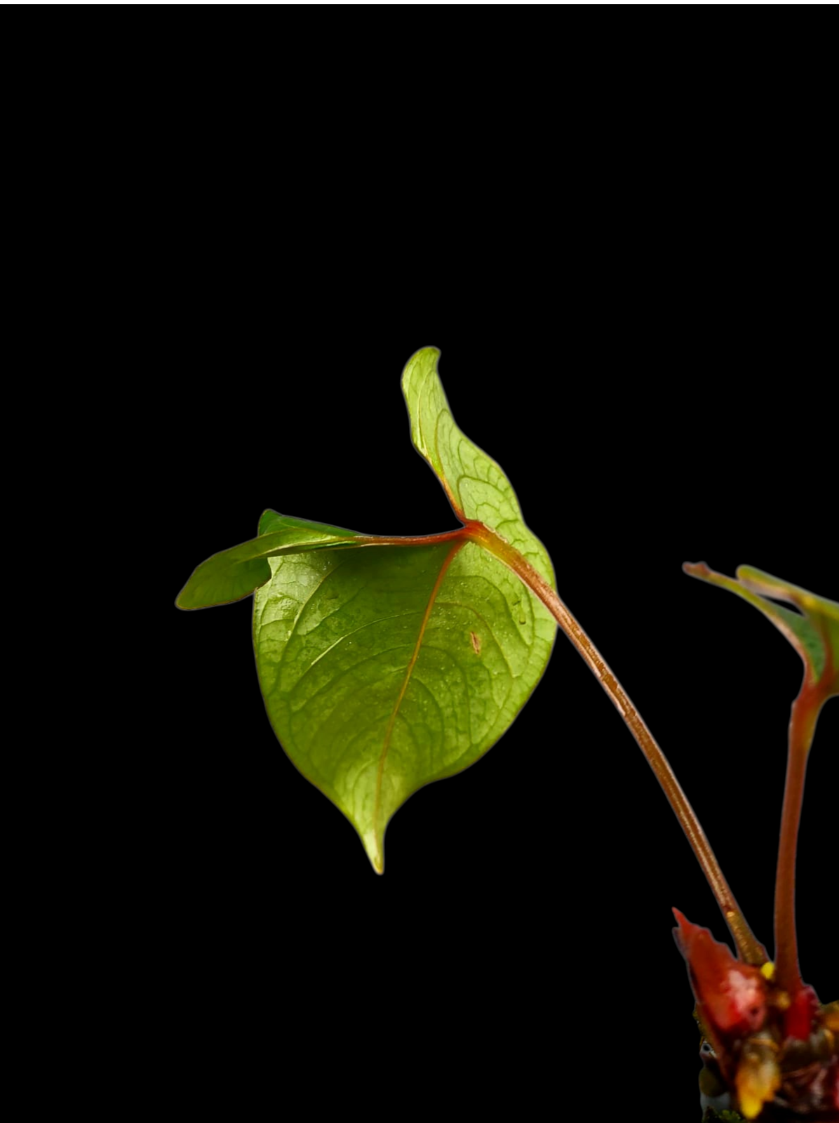 Anthurium sp. 'Huanuco Velvet' Wild Ecotype 2 Leaves (EXACT PLANT)