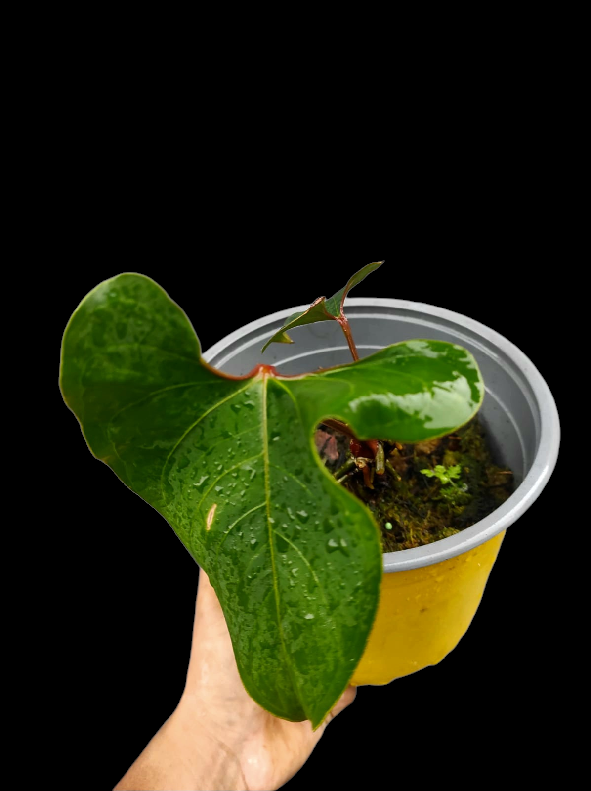 Anthurium sp. 'Huanuco Velvet' Wild Ecotype 2 Leaves (EXACT PLANT)