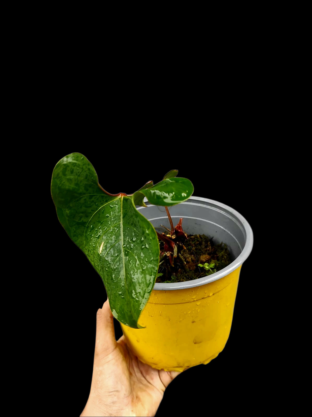 Anthurium sp. 'Huanuco Velvet' Wild Ecotype 2 Leaves (EXACT PLANT)