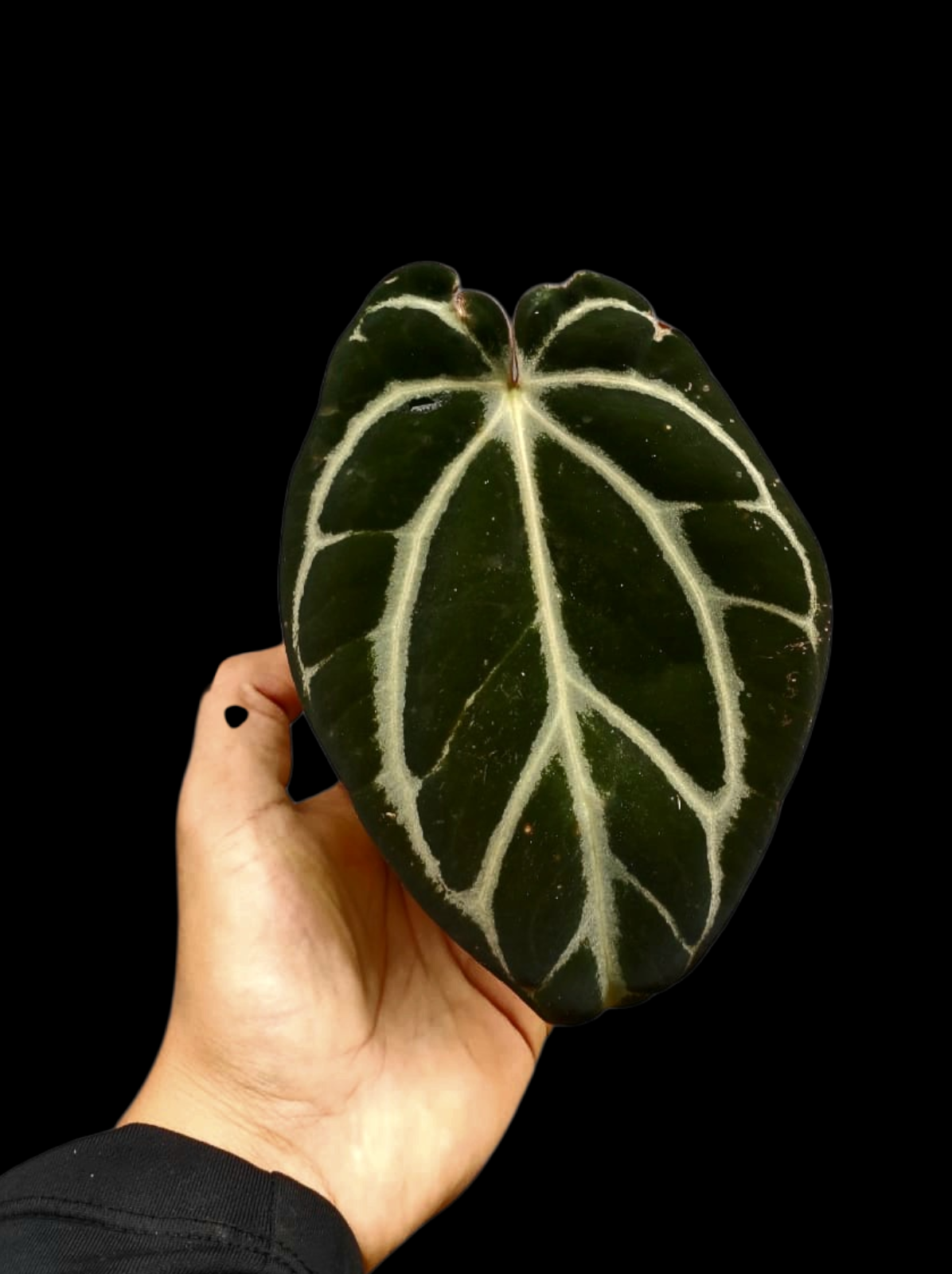 Anthurium Carlablackiae Wild Ecotype (EXACT PLANT)