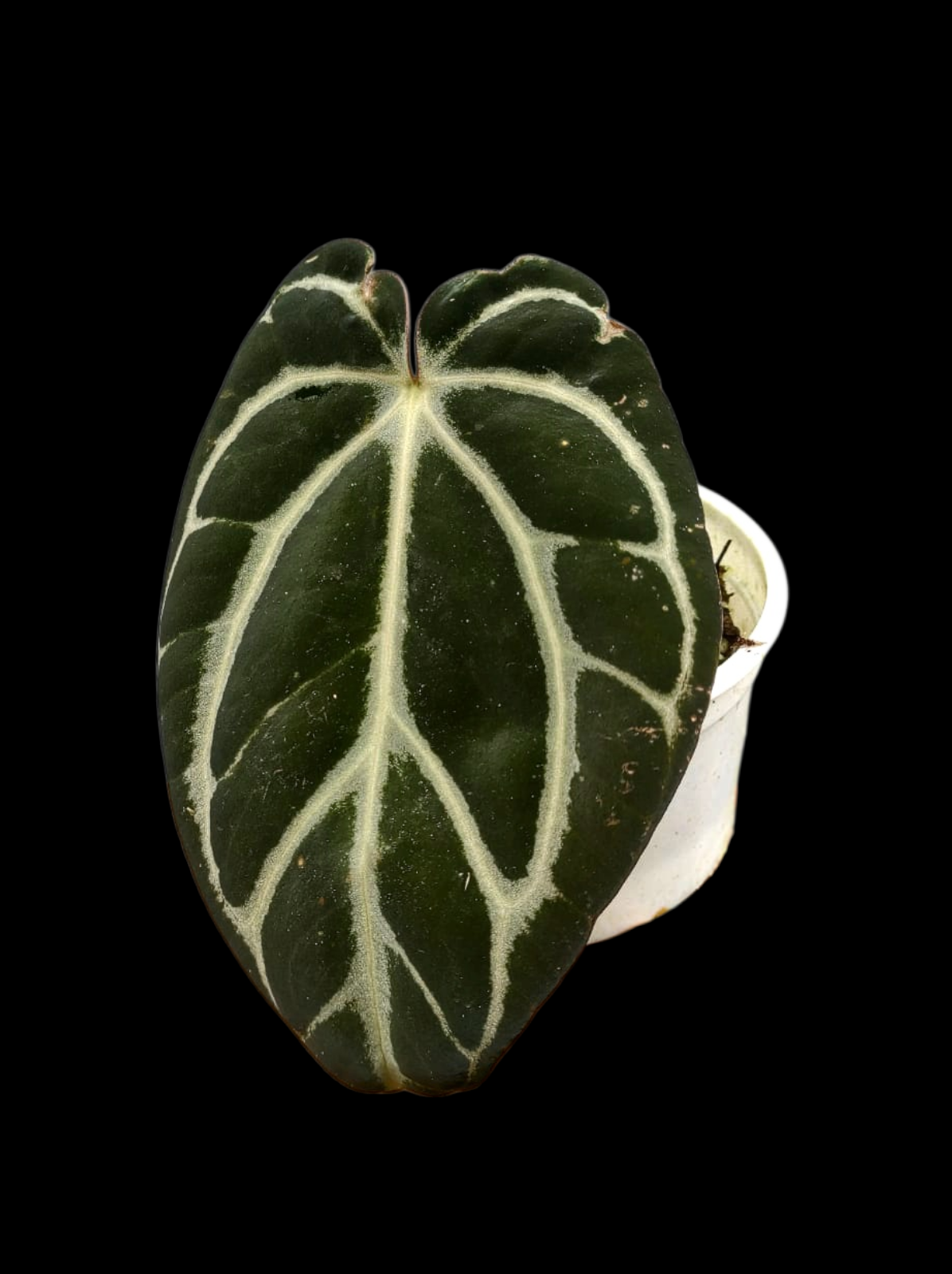 Anthurium Carlablackiae Wild Ecotype (EXACT PLANT)