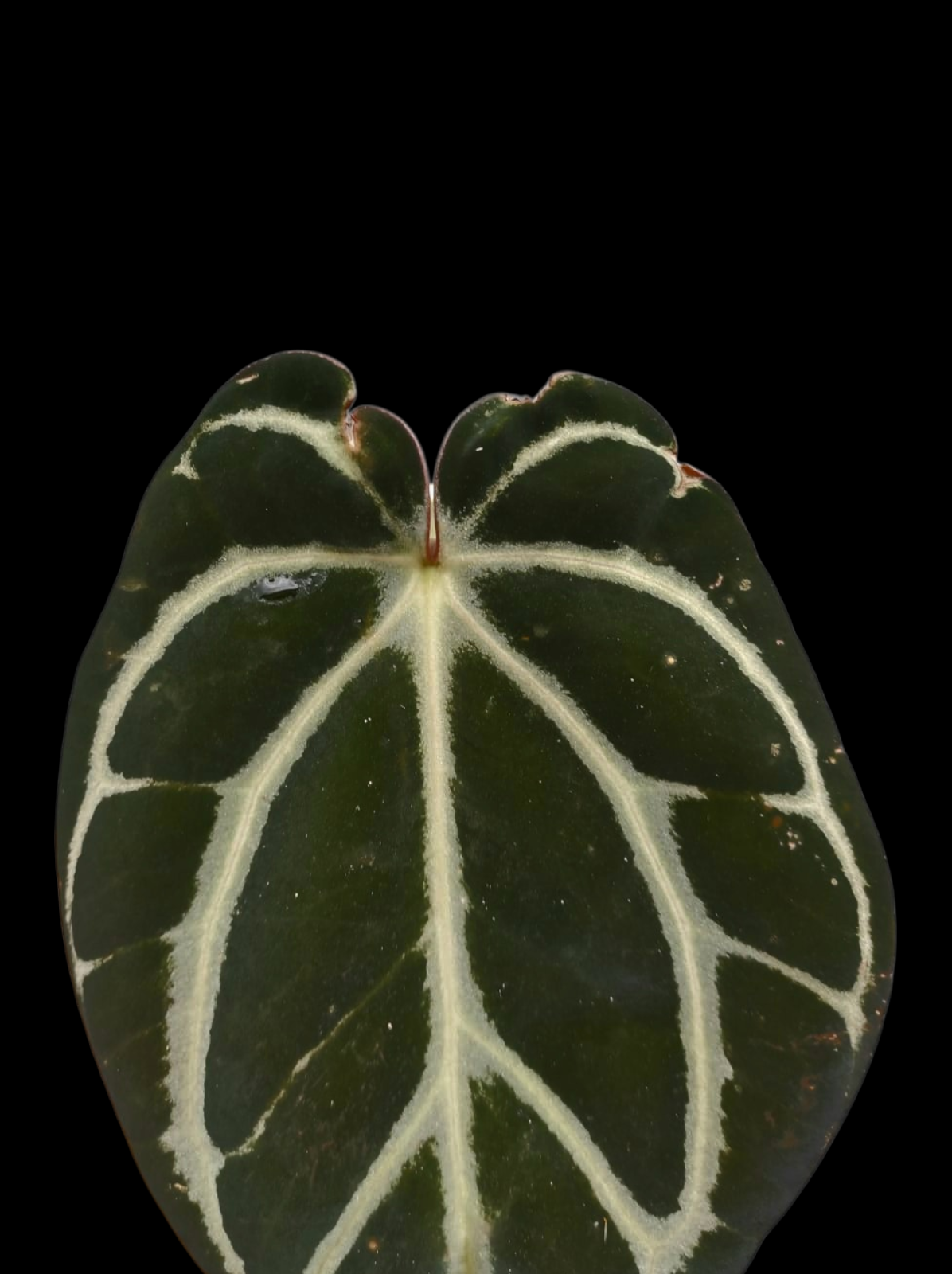Anthurium Carlablackiae Wild Ecotype (EXACT PLANT)