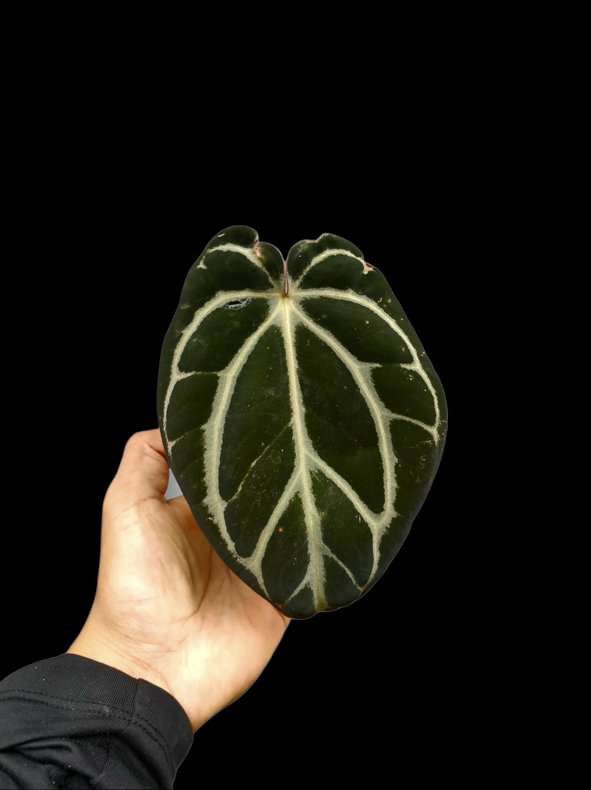 Anthurium Carlablackiae Wild Ecotype (EXACT PLANT)