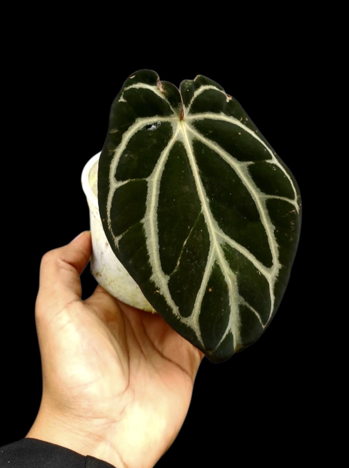 Anthurium Carlablackiae Wild Ecotype (EXACT PLANT)