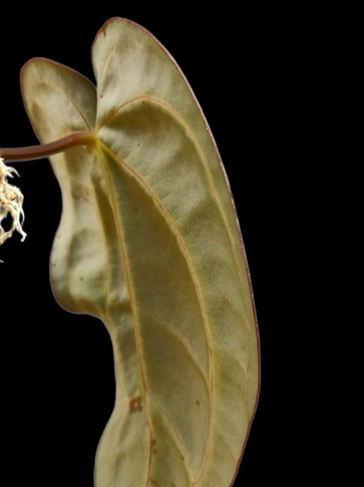 Anthurium Carlablackiae Wild Ecotype  (EXACT PLANT)