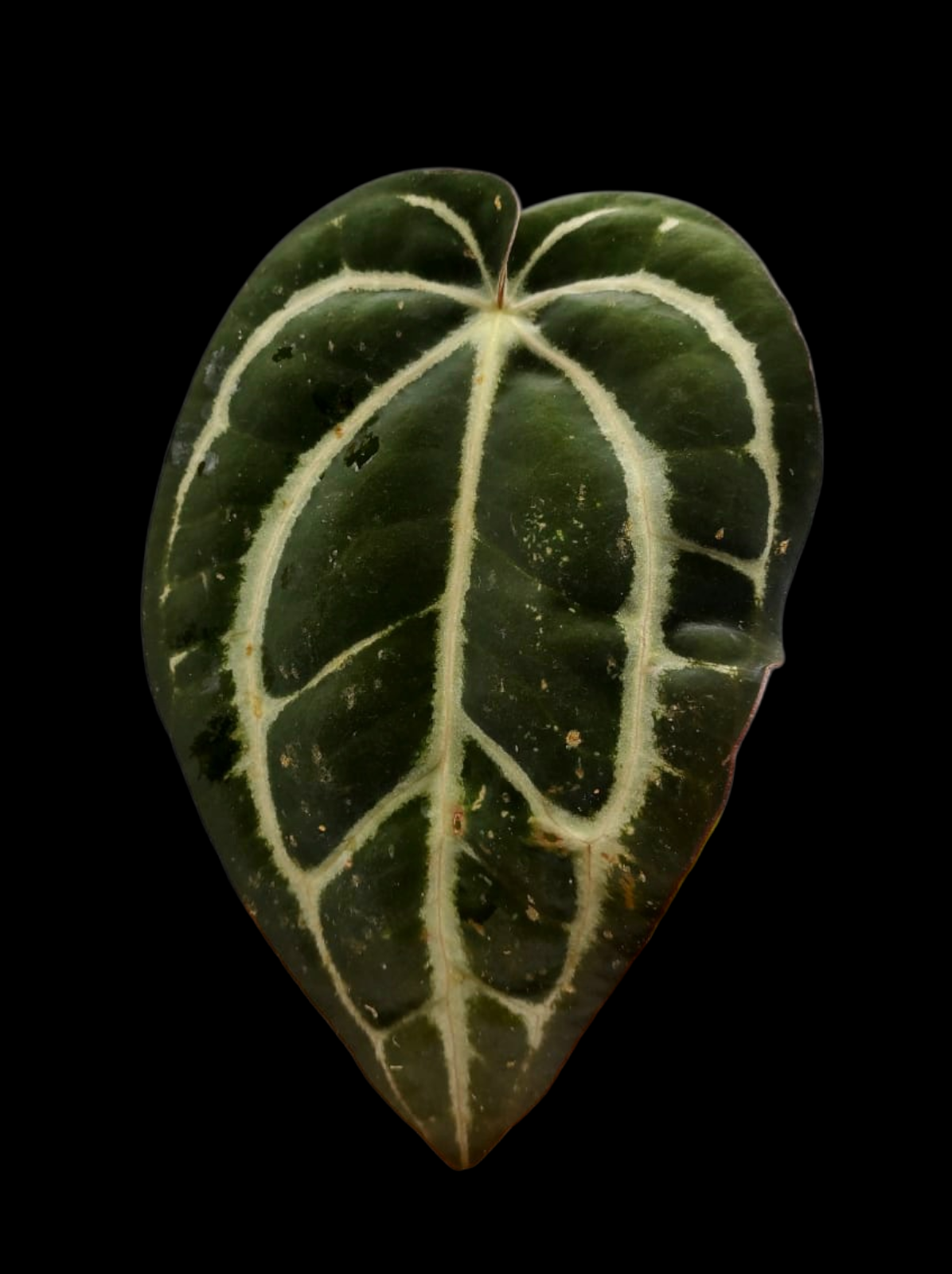 Anthurium Carlablackiae Wild Ecotype  (EXACT PLANT)