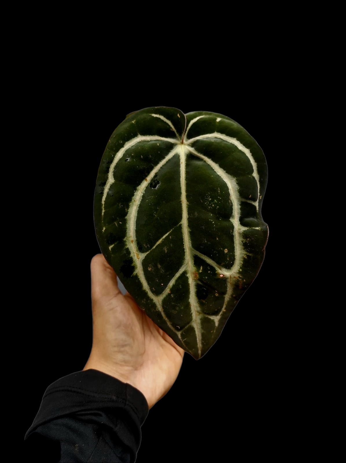 Anthurium Carlablackiae Wild Ecotype  (EXACT PLANT)