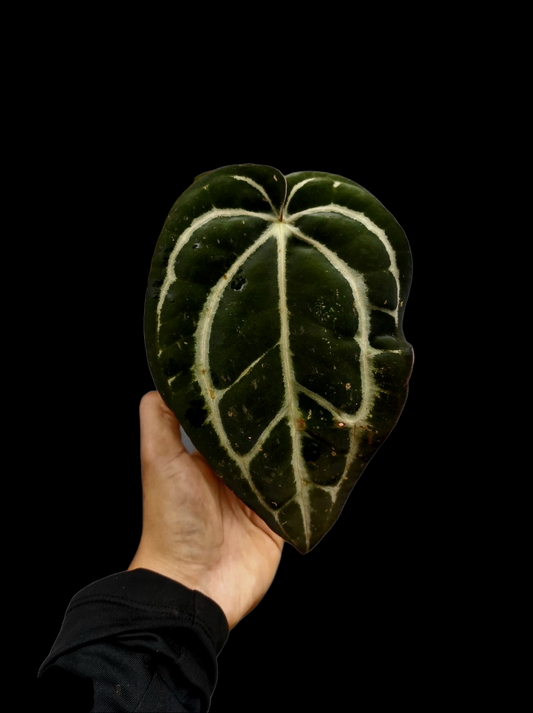 Anthurium Carlablackiae Wild Ecotype  (EXACT PLANT)