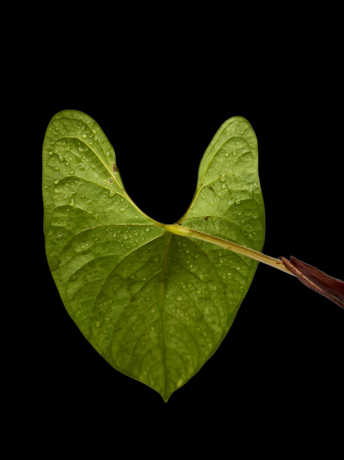Anthurium sp. 'Huanuco Velvet' Wild Ecotype (EXACT PLANT)
