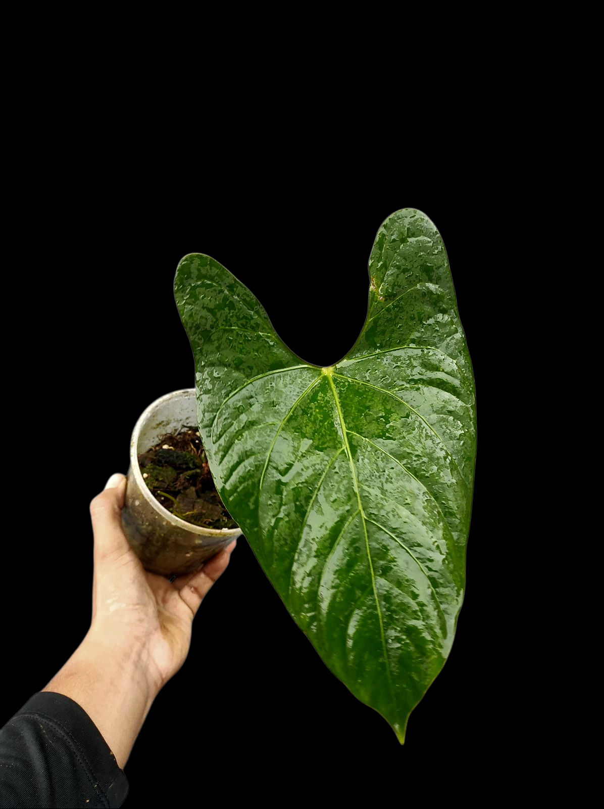 Anthurium sp. 'Huanuco Velvet' Wild Ecotype (EXACT PLANT)