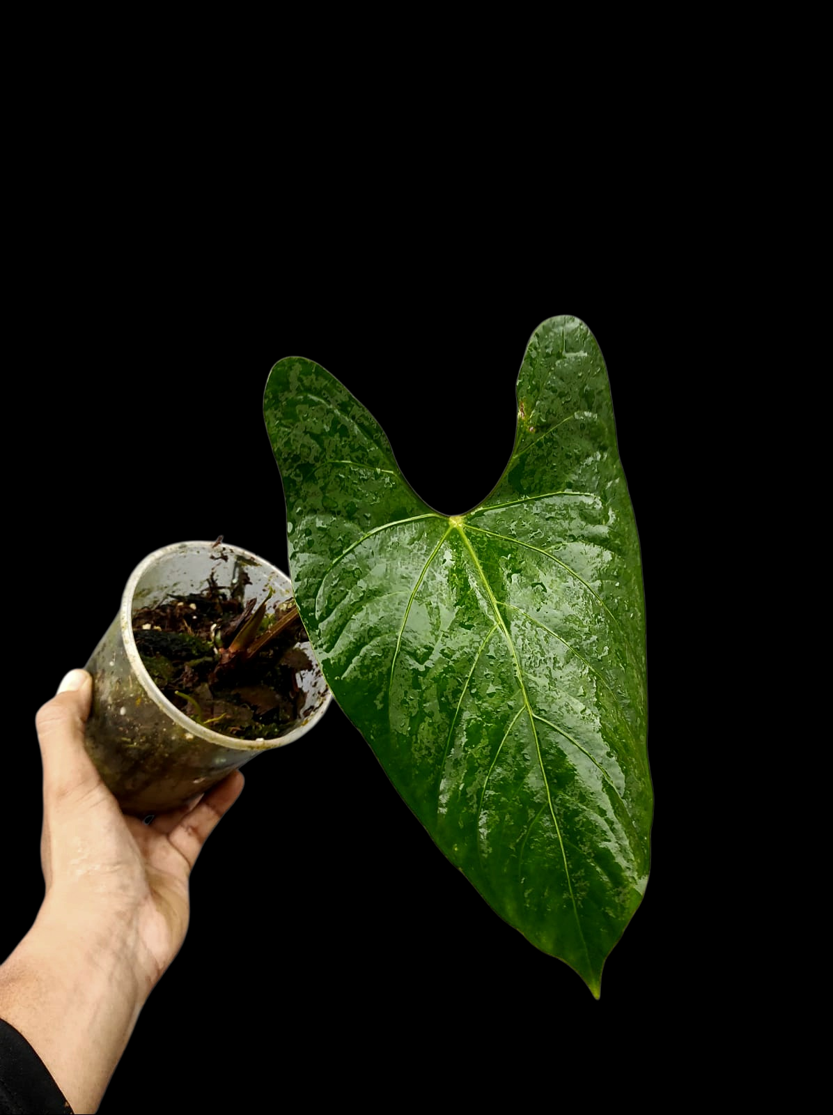 Anthurium sp. 'Huanuco Velvet' Wild Ecotype (EXACT PLANT)