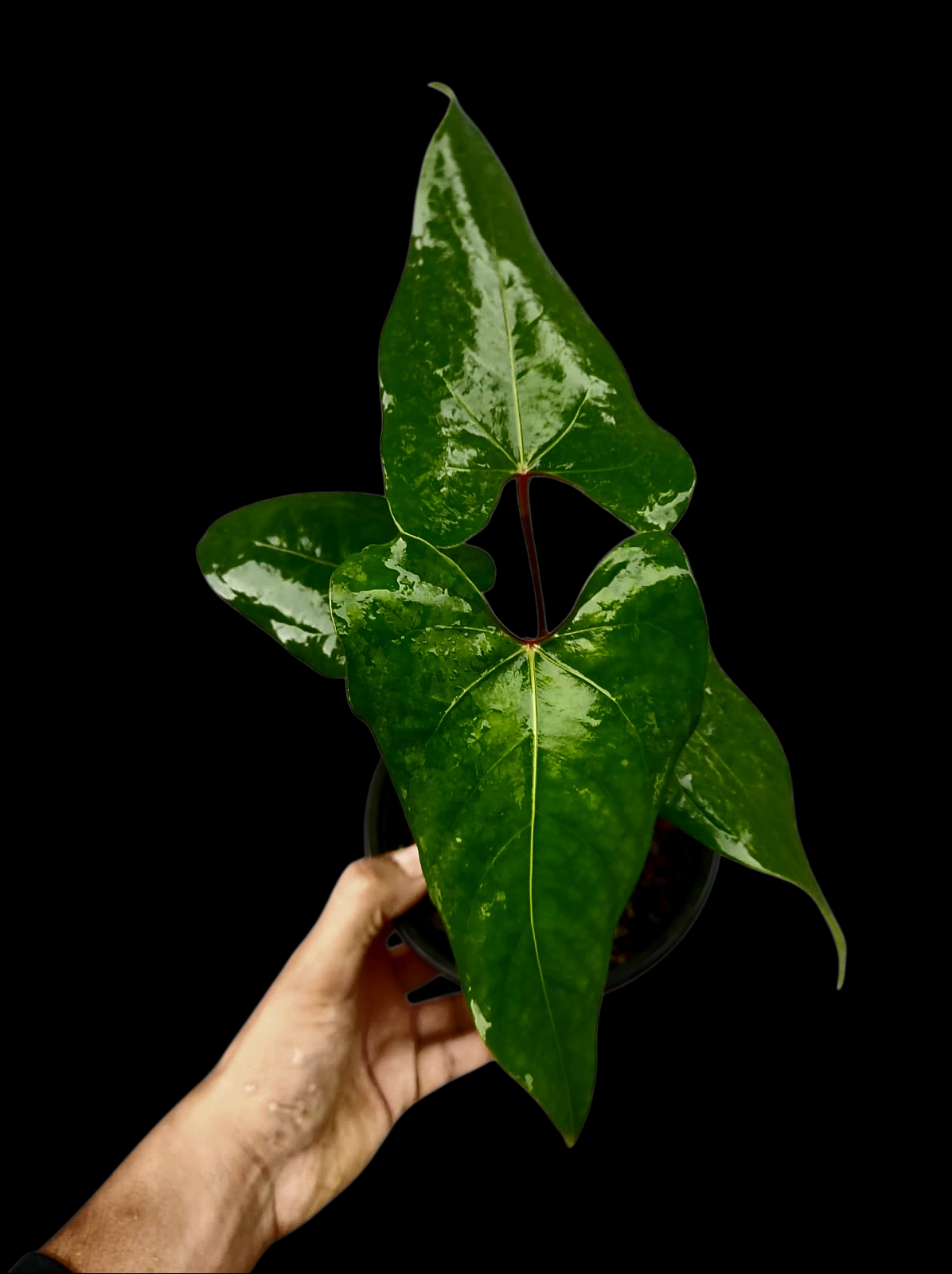Anthurium sp. 'Huanuco Velvet' Wild Ecotype with 4 Leaves (EXACT PLANT)