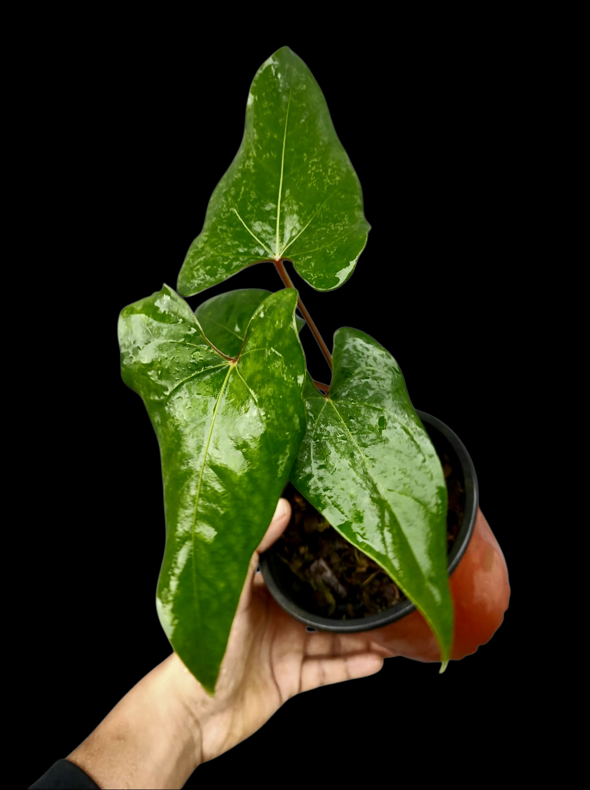 Anthurium sp. 'Huanuco Velvet' Wild Ecotype with 4 Leaves (EXACT PLANT)