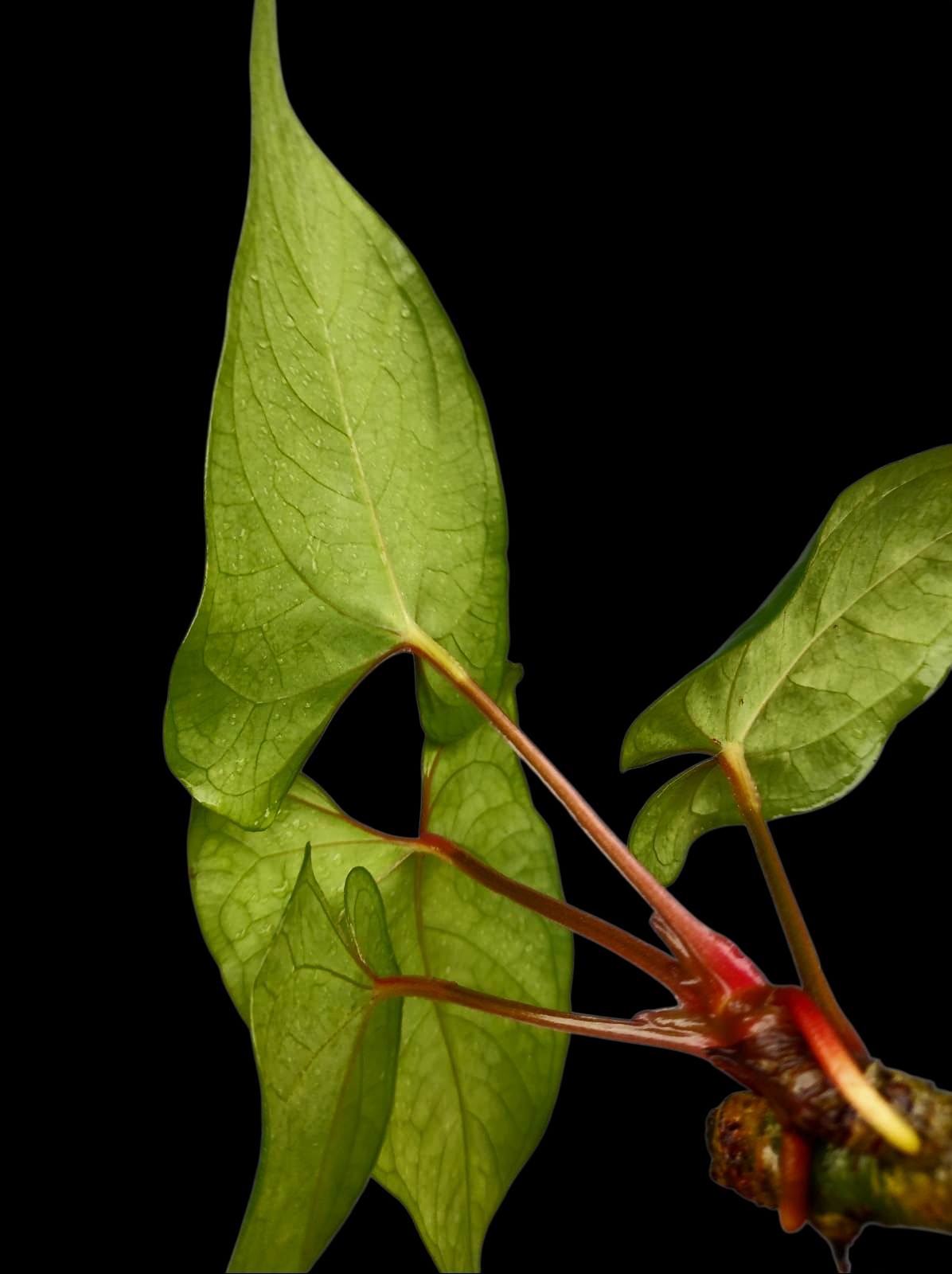 Anthurium sp. 'Huanuco Velvet' Wild Ecotype with 4 Leaves (EXACT PLANT)