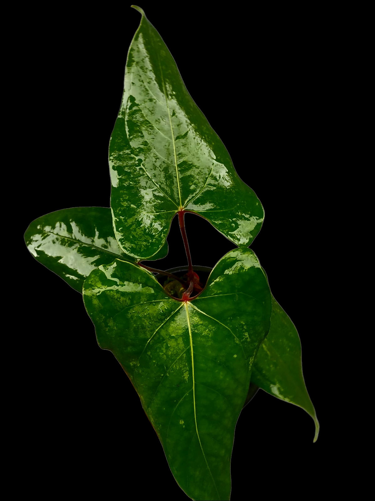 Anthurium sp. 'Huanuco Velvet' Wild Ecotype with 4 Leaves (EXACT PLANT)