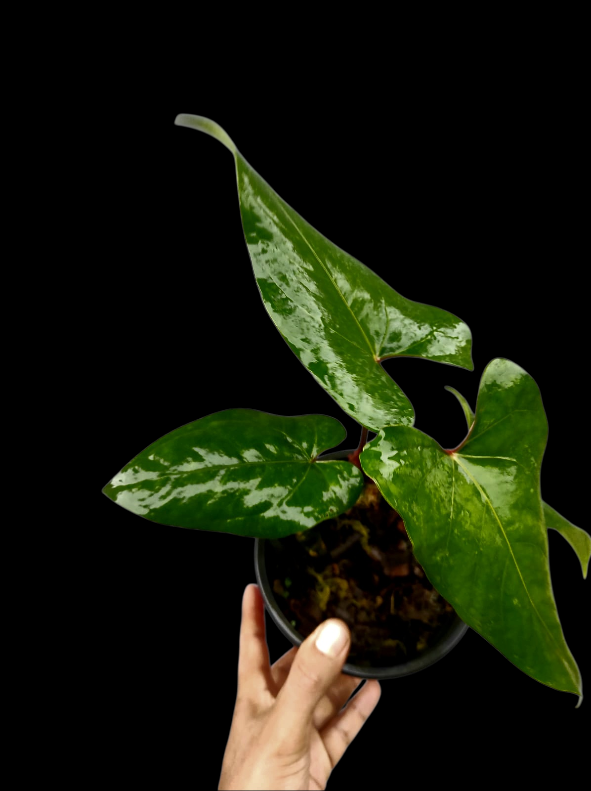 Anthurium sp. 'Huanuco Velvet' Wild Ecotype with 4 Leaves (EXACT PLANT)