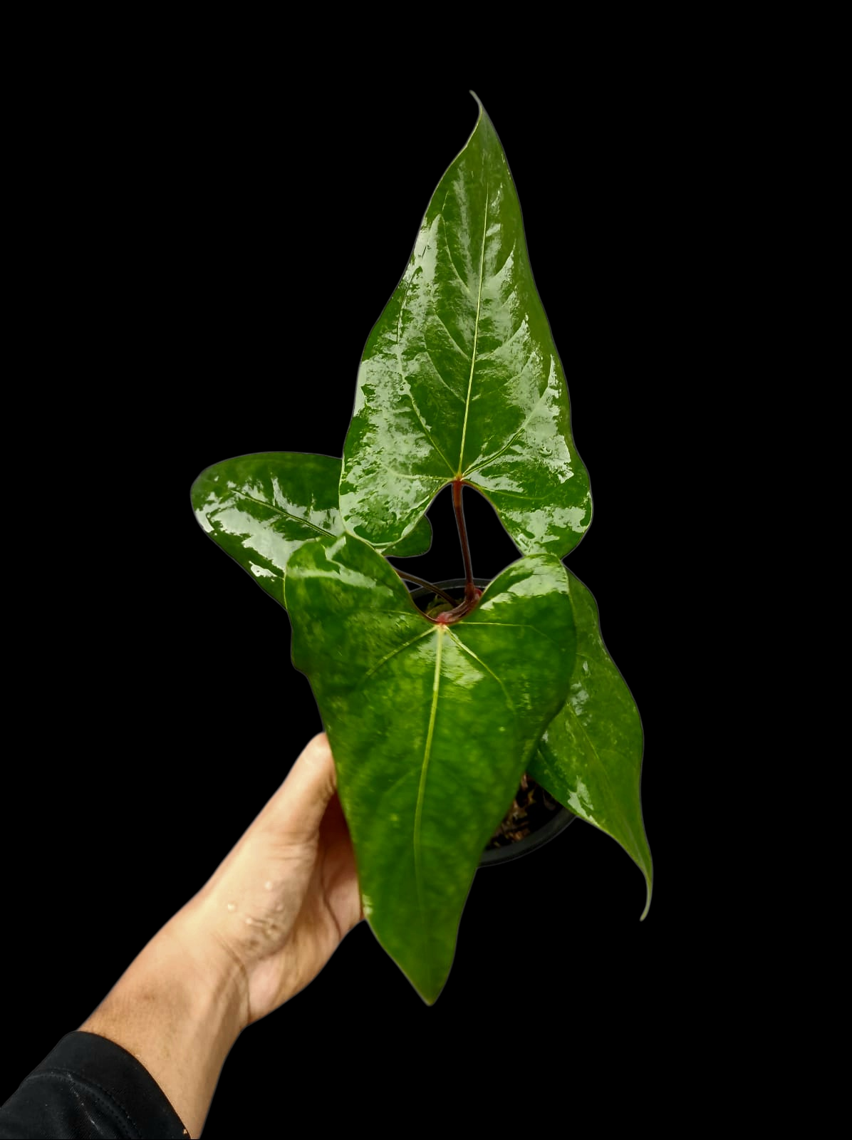 Anthurium sp. 'Huanuco Velvet' Wild Ecotype with 4 Leaves (EXACT PLANT)