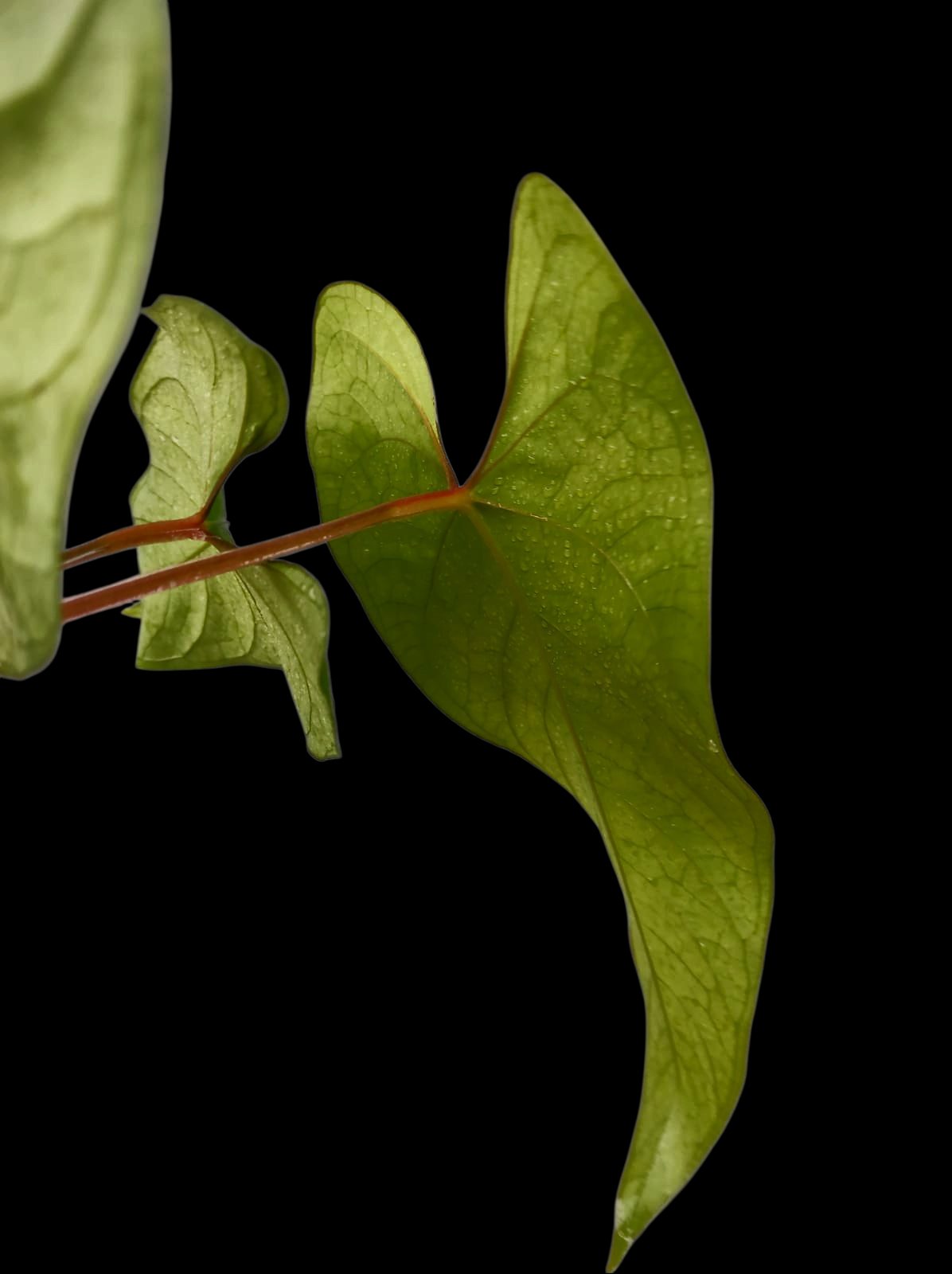 Anthurium sp. 'Huanuco Velvet' Wild Ecotype with 4 Leaves (EXACT PLANT)