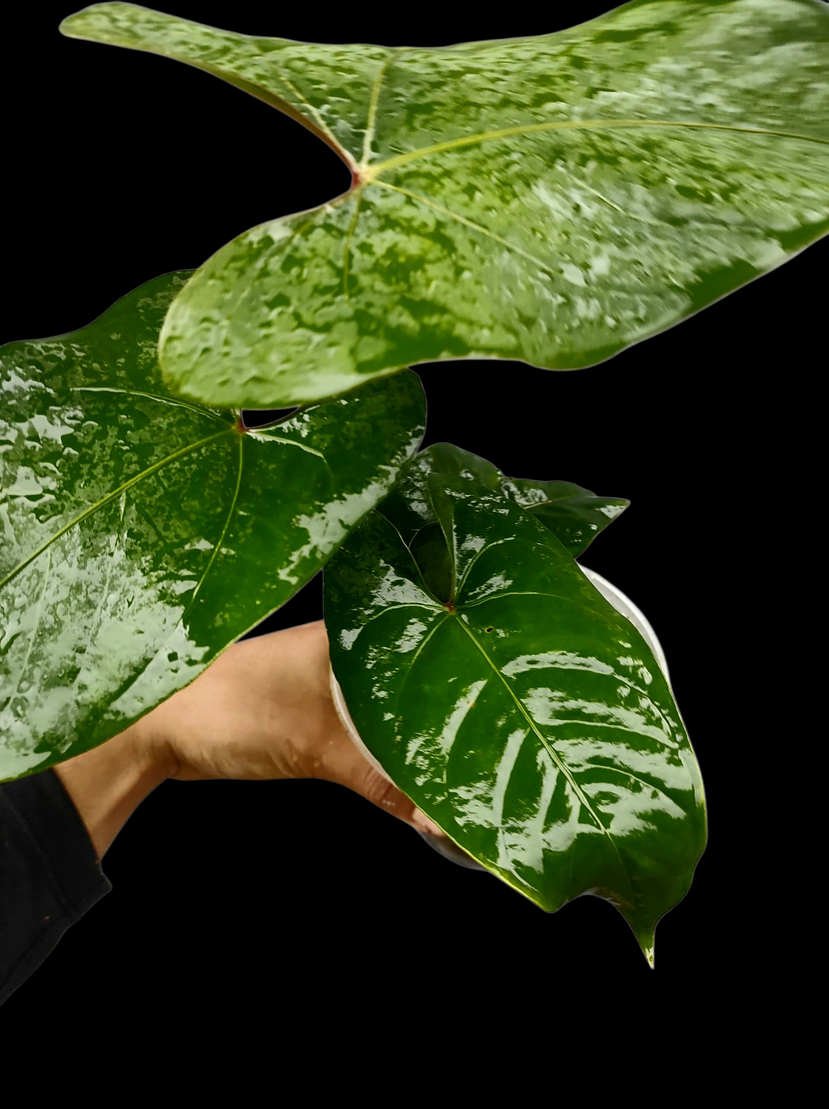 Anthurium sp. 'Huanuco Velvet' Wild Ecotype with 4 Leaves (EXACT PLANT)