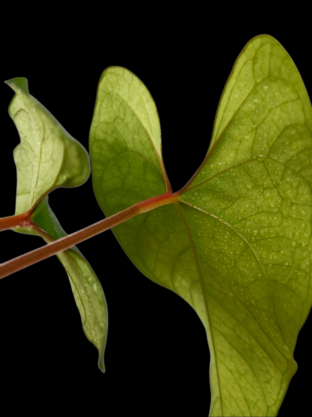 Anthurium sp. 'Huanuco Velvet' Wild Ecotype with 4 Leaves (EXACT PLANT)