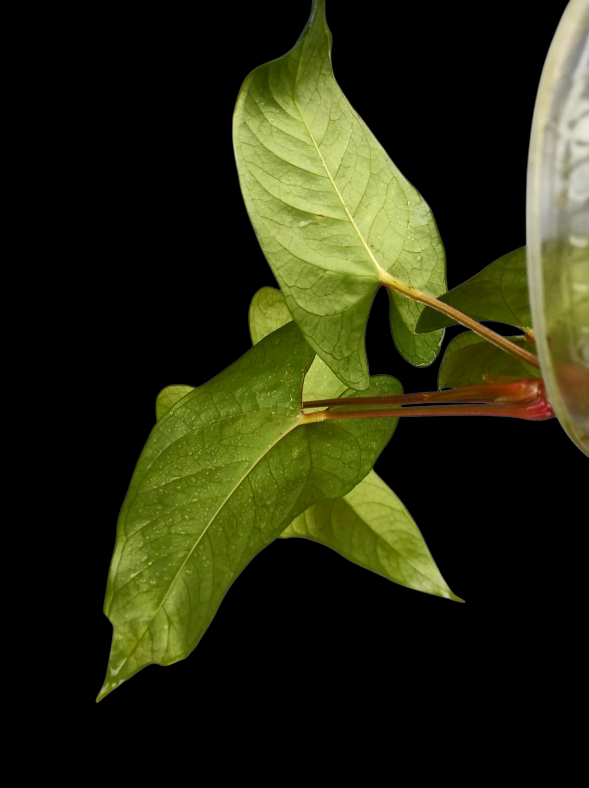 Anthurium sp. 'Huanuco Velvet' Wild Ecotype with 4 Leaves (EXACT PLANT)