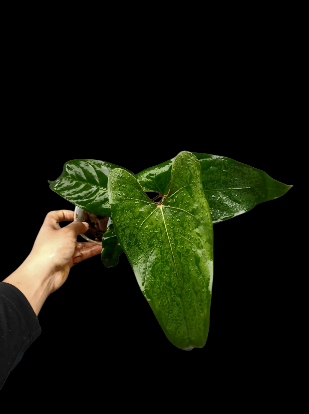 Anthurium sp. 'Huanuco Velvet' Wild Ecotype with 4 Leaves (EXACT PLANT)