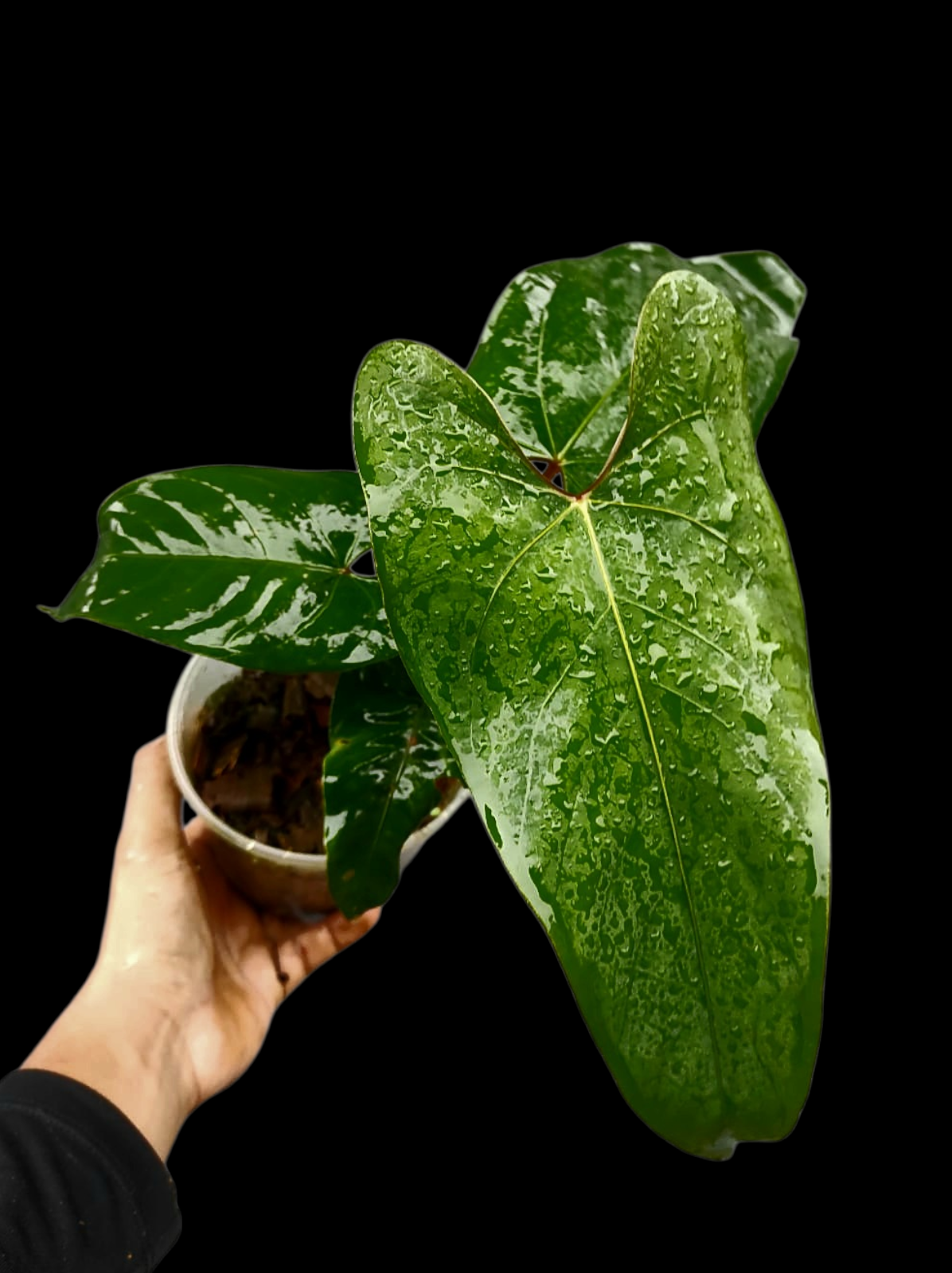 Anthurium sp. 'Huanuco Velvet' Wild Ecotype with 4 Leaves (EXACT PLANT)