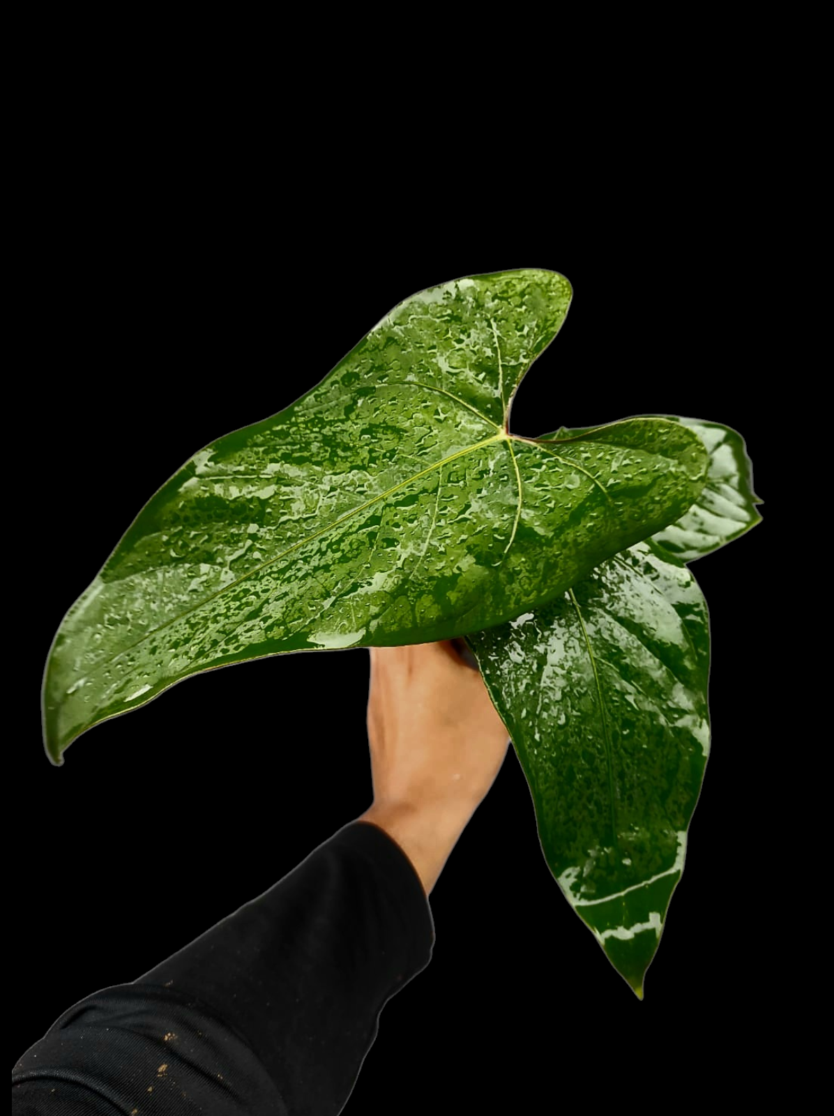 Anthurium sp. 'Huanuco Velvet' Wild Ecotype with 4 Leaves (EXACT PLANT)