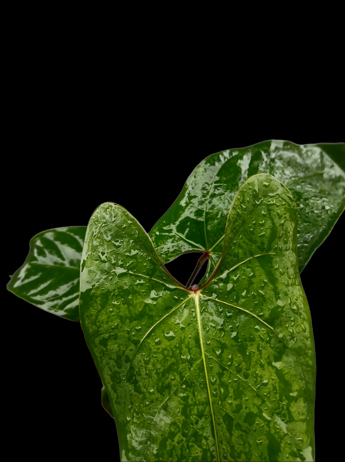 Anthurium sp. 'Huanuco Velvet' Wild Ecotype with 4 Leaves (EXACT PLANT)