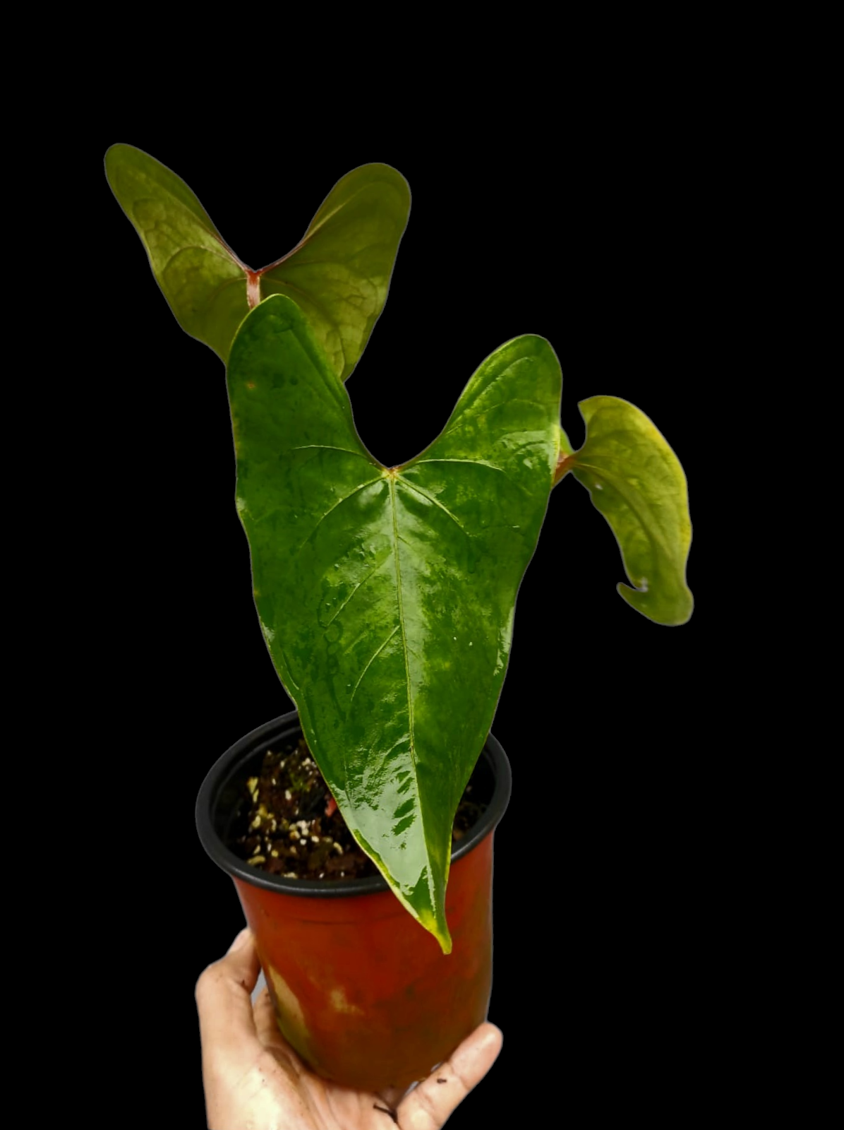 Anthurium sp. 'Huanuco Velvet' Wild Ecotype with 3 Leaves (EXACT PLANT)