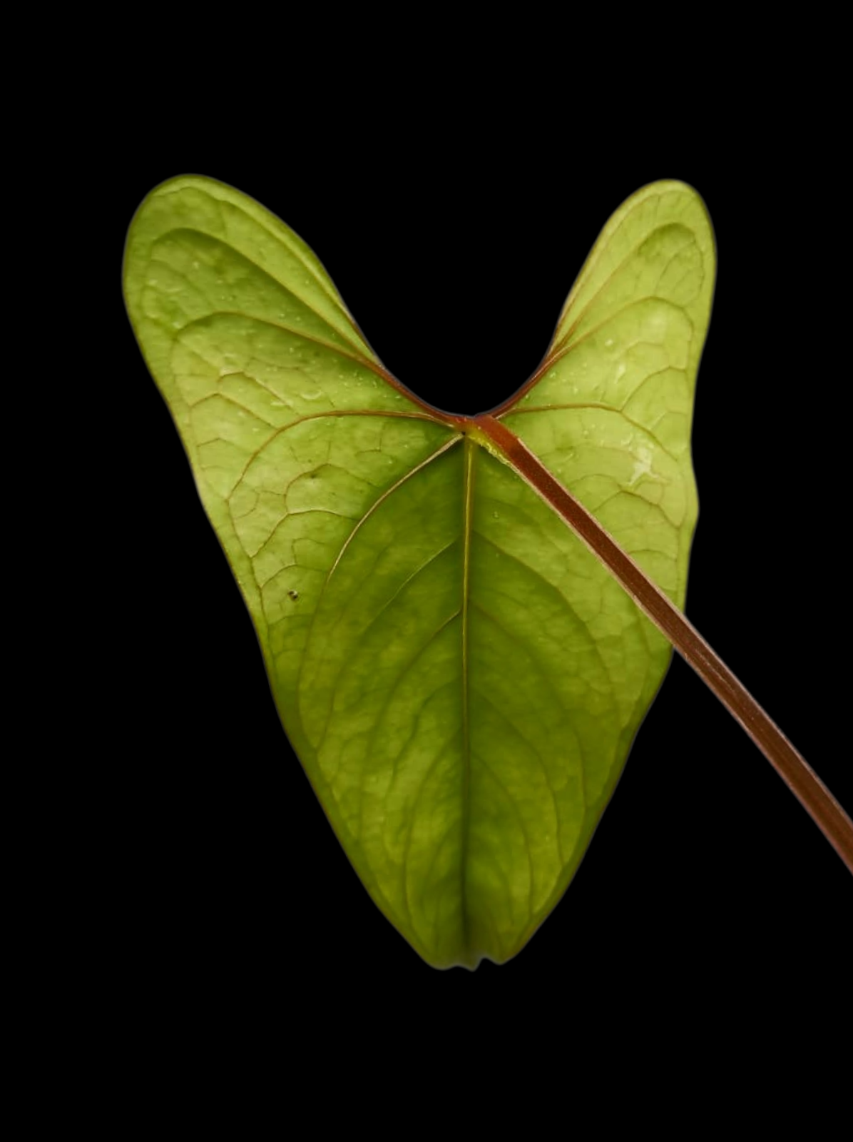 Anthurium sp. 'Huanuco Velvet' Wild Ecotype with 3 Leaves (EXACT PLANT)