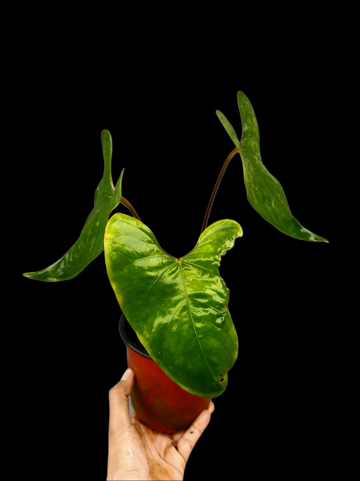 Anthurium sp. 'Huanuco Velvet' Wild Ecotype with 3 Leaves (EXACT PLANT)