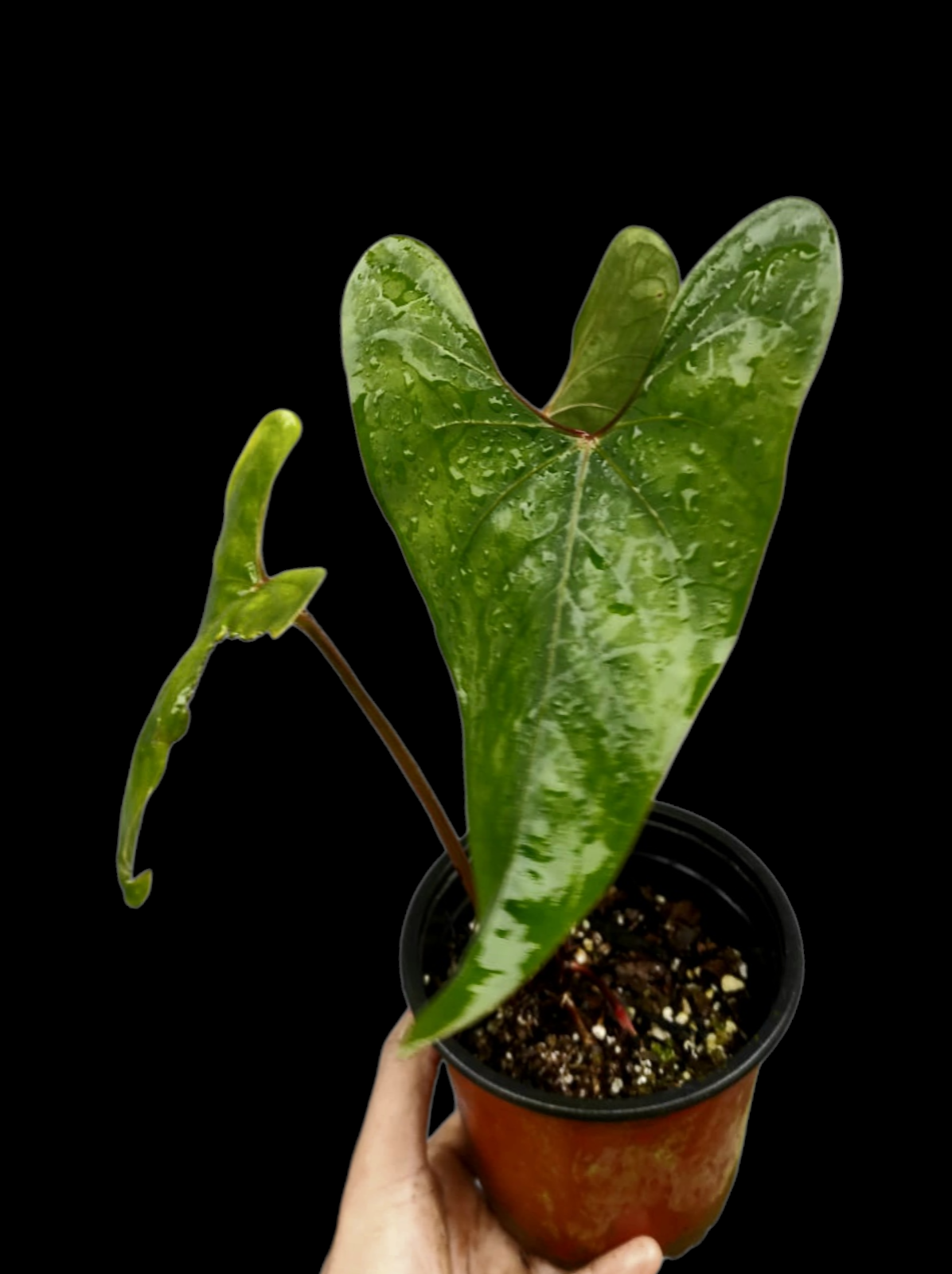Anthurium sp. 'Huanuco Velvet' Wild Ecotype with 3 Leaves (EXACT PLANT)