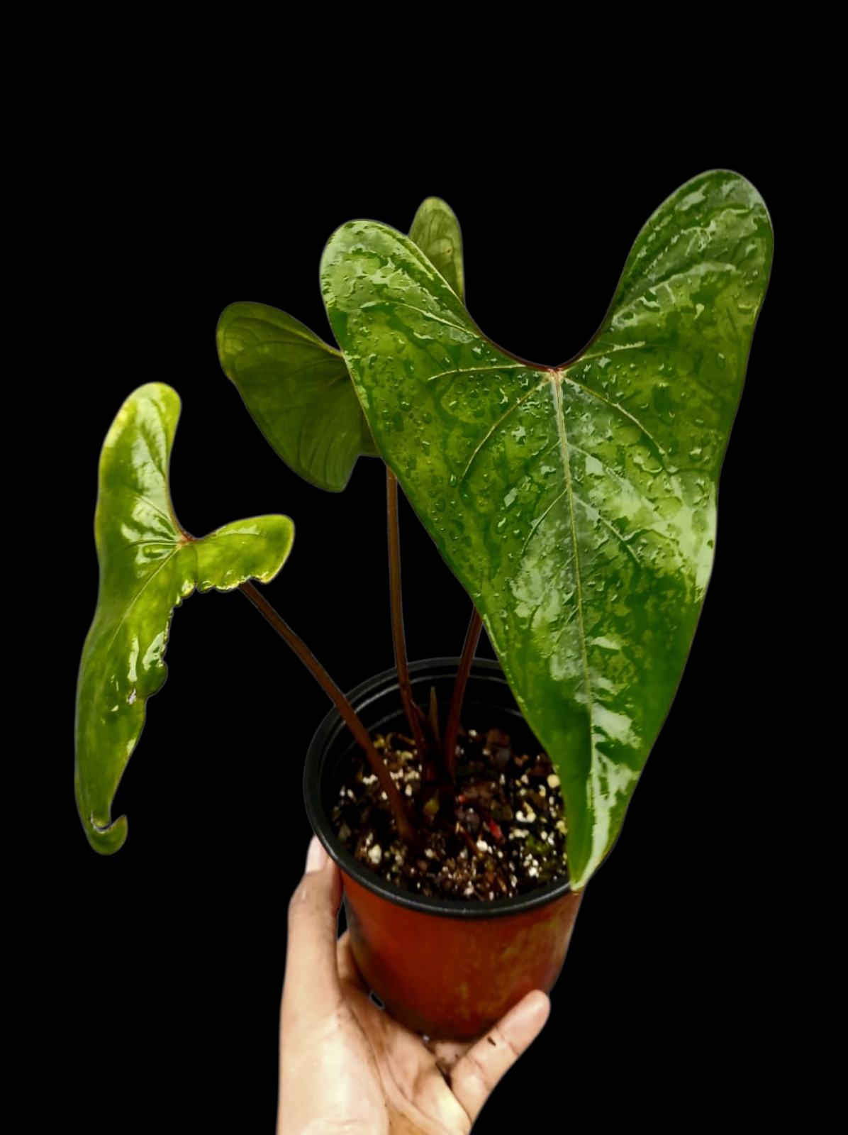 Anthurium sp. 'Huanuco Velvet' Wild Ecotype with 3 Leaves (EXACT PLANT)