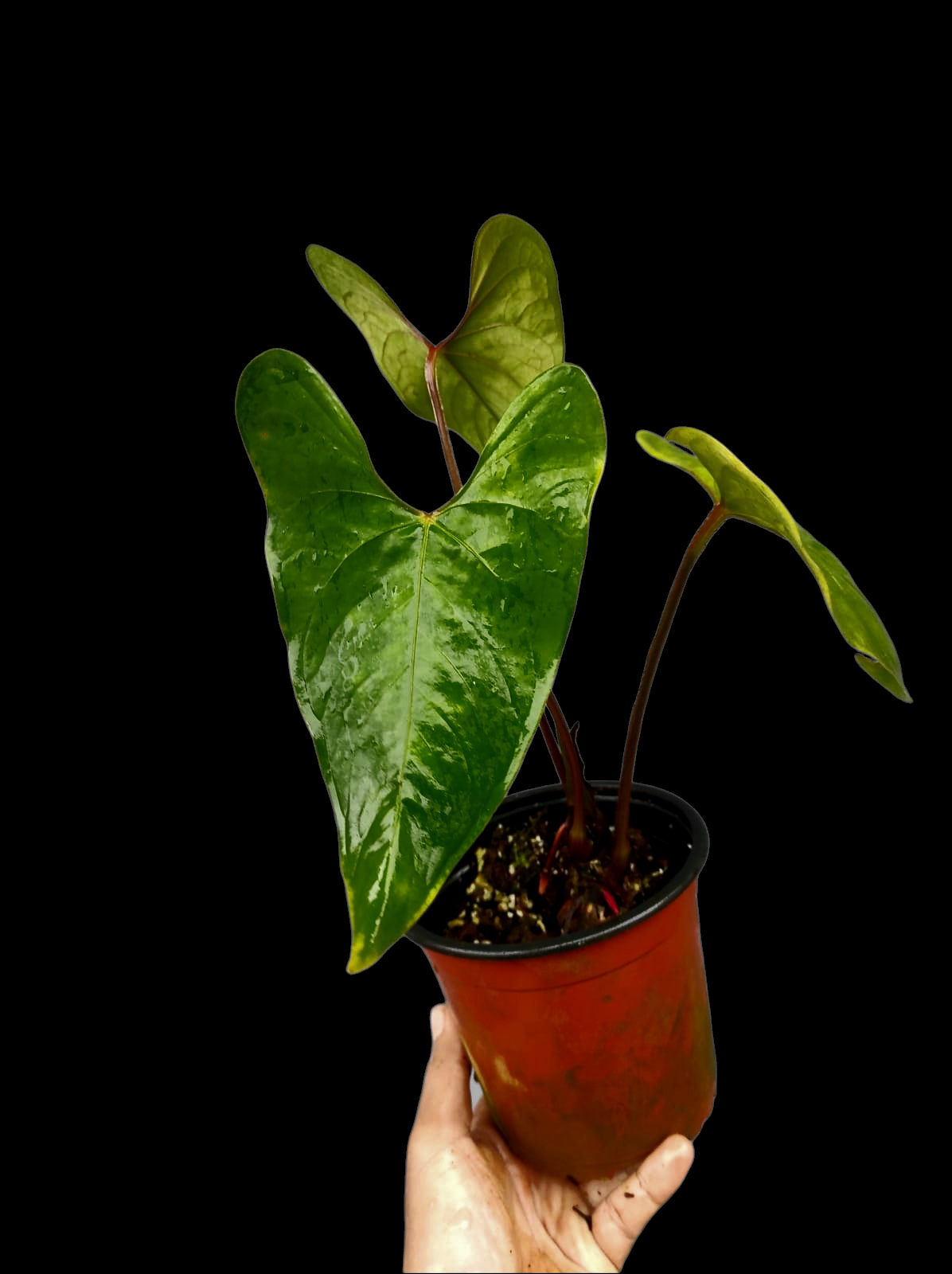 Anthurium sp. 'Huanuco Velvet' Wild Ecotype with 3 Leaves (EXACT PLANT)