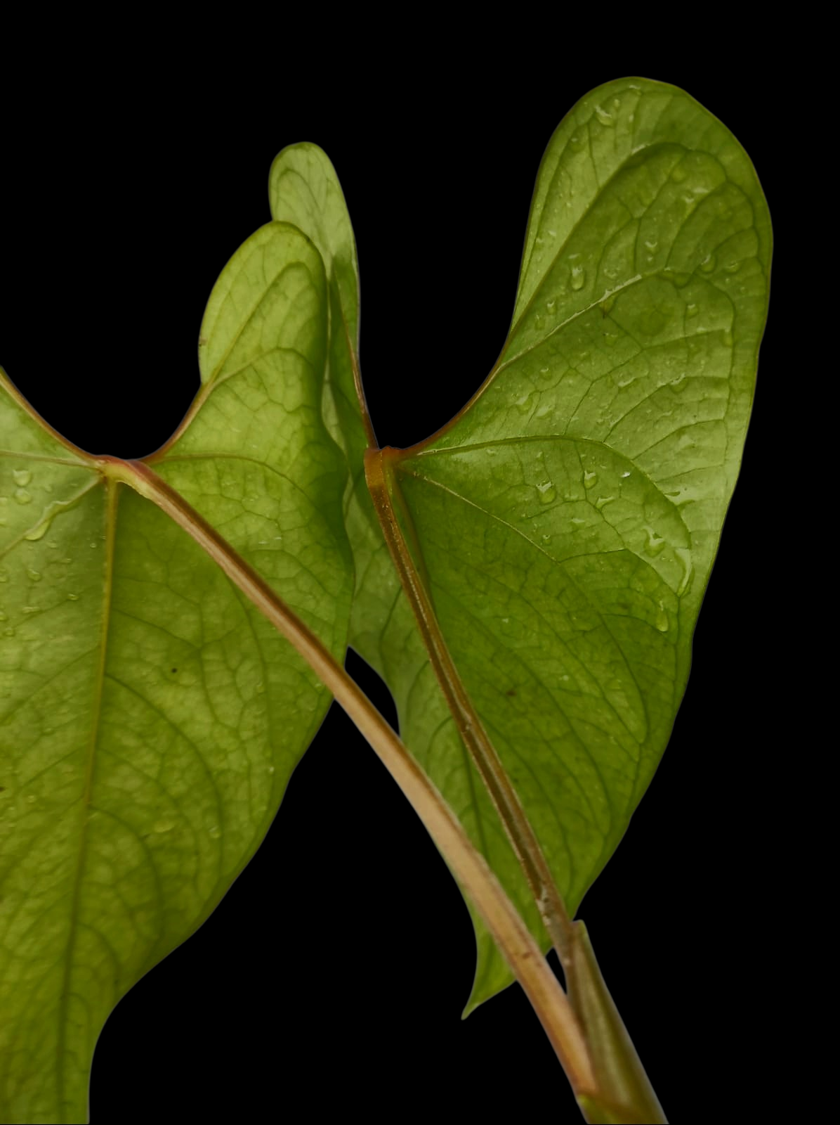 Anthurium sp. 'Huanuco Velvet' Wild Ecotype with 2 Leaves (EXACT PLANT)