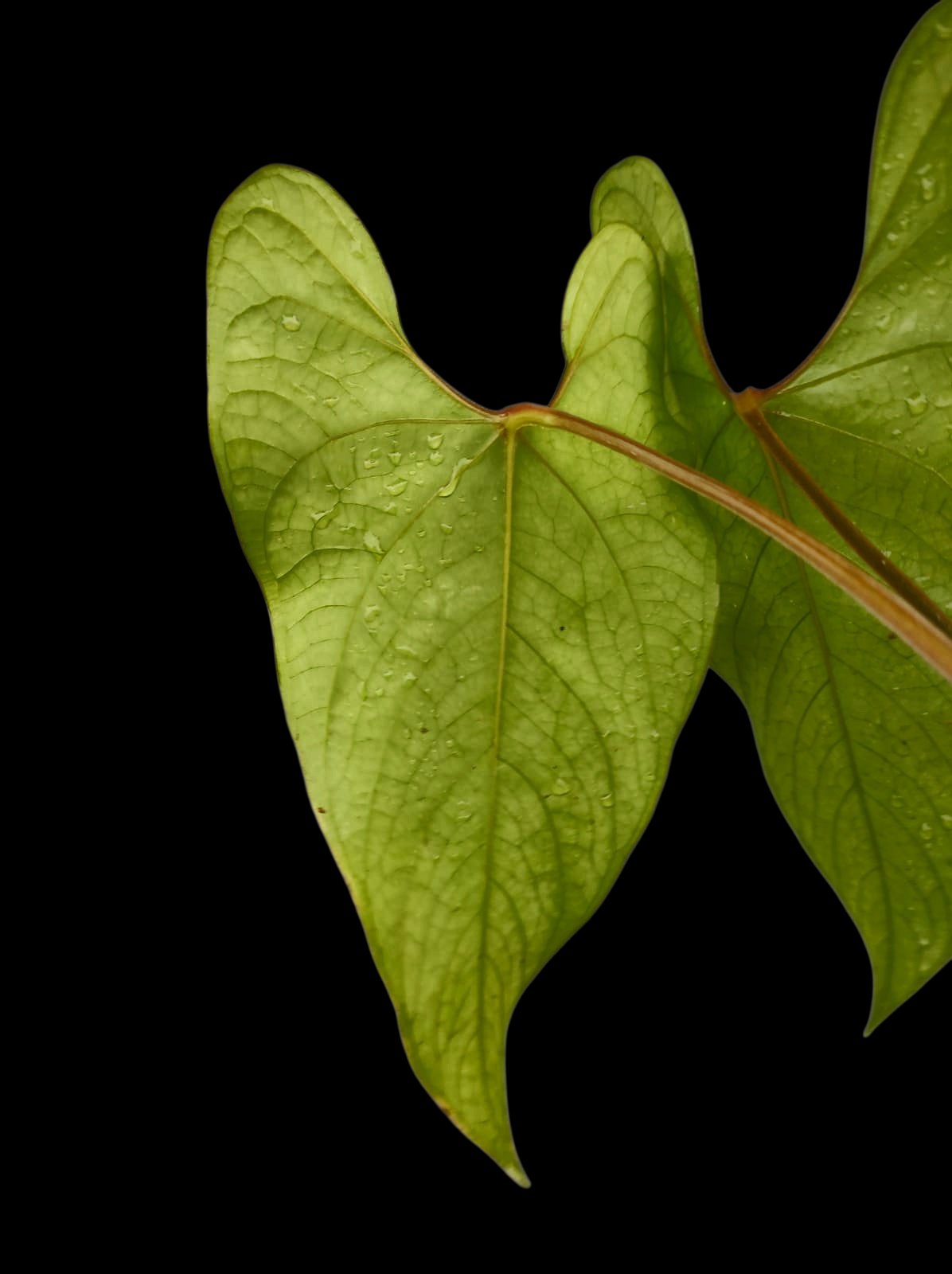 Anthurium sp. 'Huanuco Velvet' Wild Ecotype with 2 Leaves (EXACT PLANT)