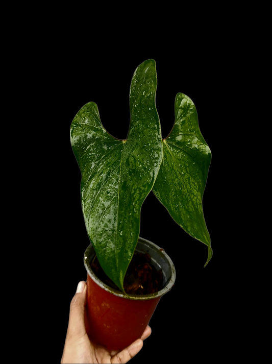 Anthurium sp. 'Huanuco Velvet' Wild Ecotype with 2 Leaves (EXACT PLANT)