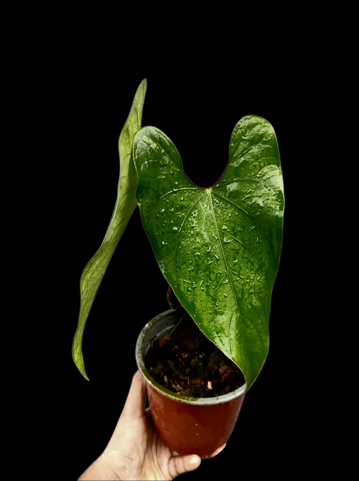 Anthurium sp. 'Huanuco Velvet' Wild Ecotype with 2 Leaves (EXACT PLANT)
