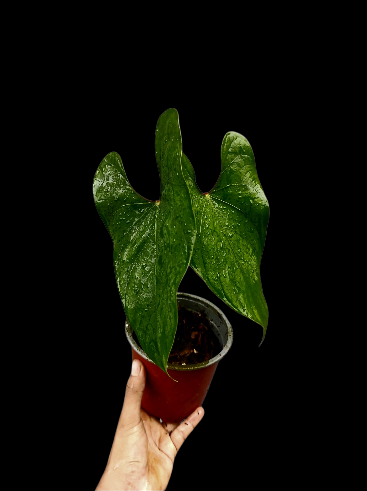 Anthurium sp. 'Huanuco Velvet' Wild Ecotype with 2 Leaves (EXACT PLANT)