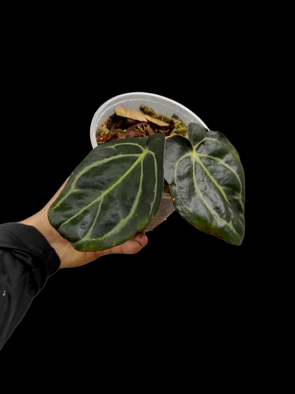 Anthurium Carlablackiae Wild Ecotype (EXACT PLANT)