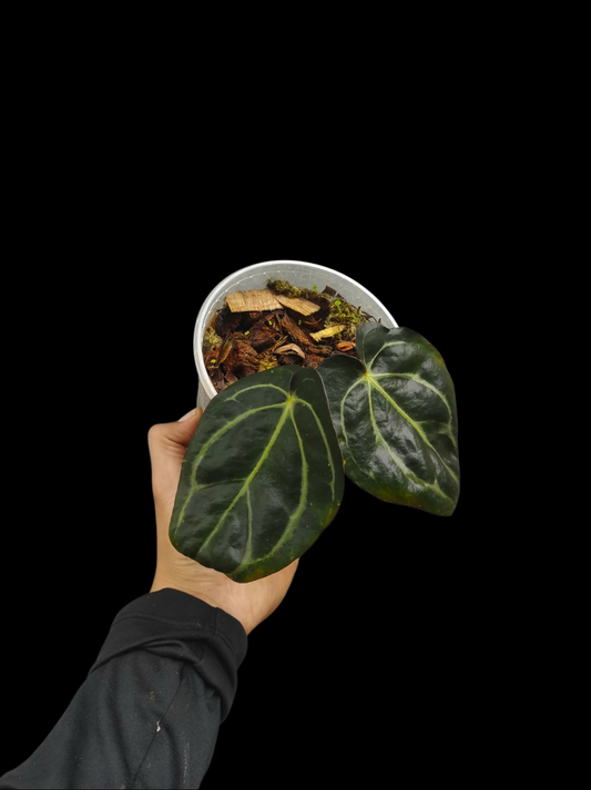 Anthurium Carlablackiae Wild Ecotype (EXACT PLANT)