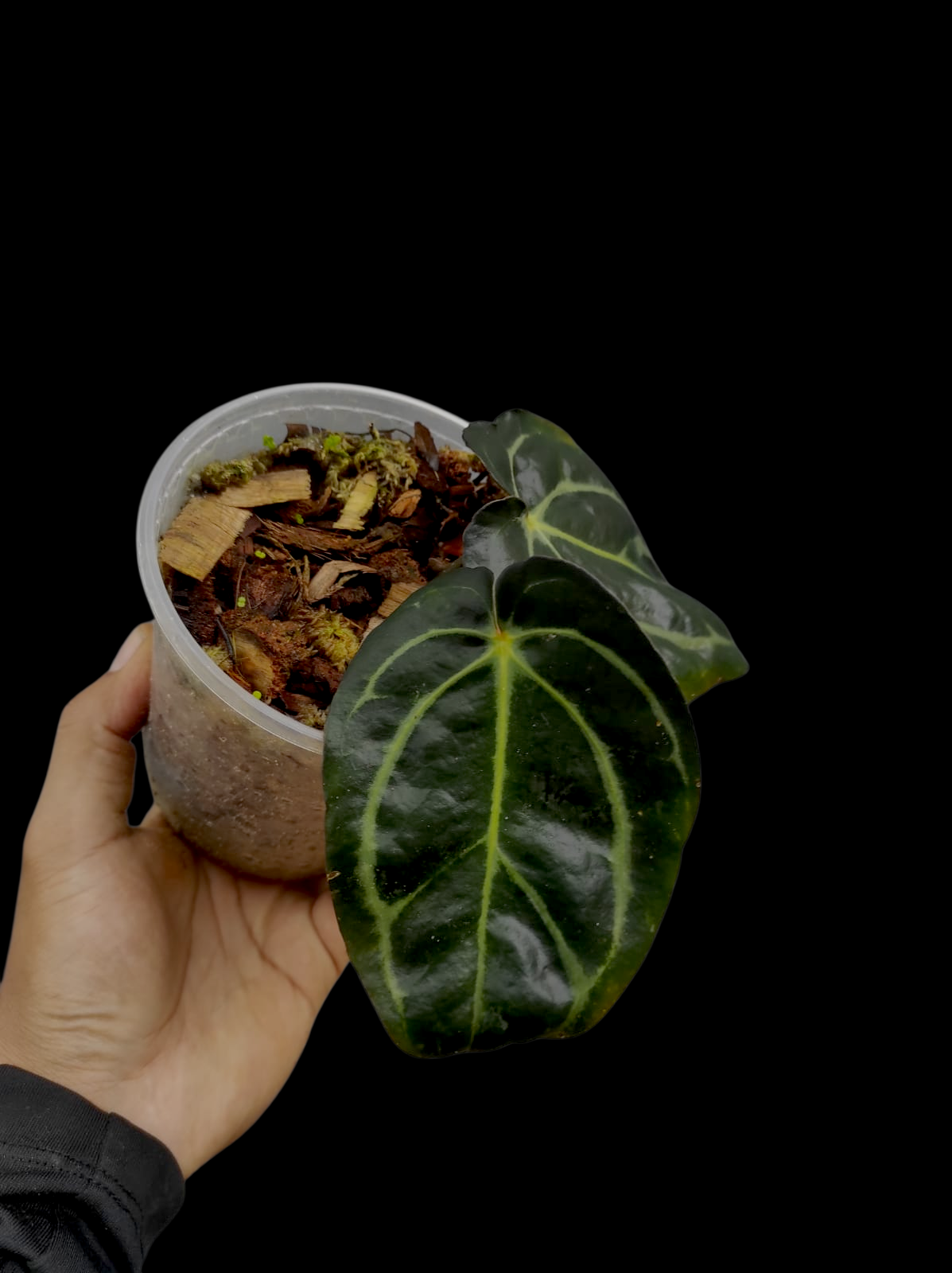 Anthurium Carlablackiae Wild Ecotype (EXACT PLANT)