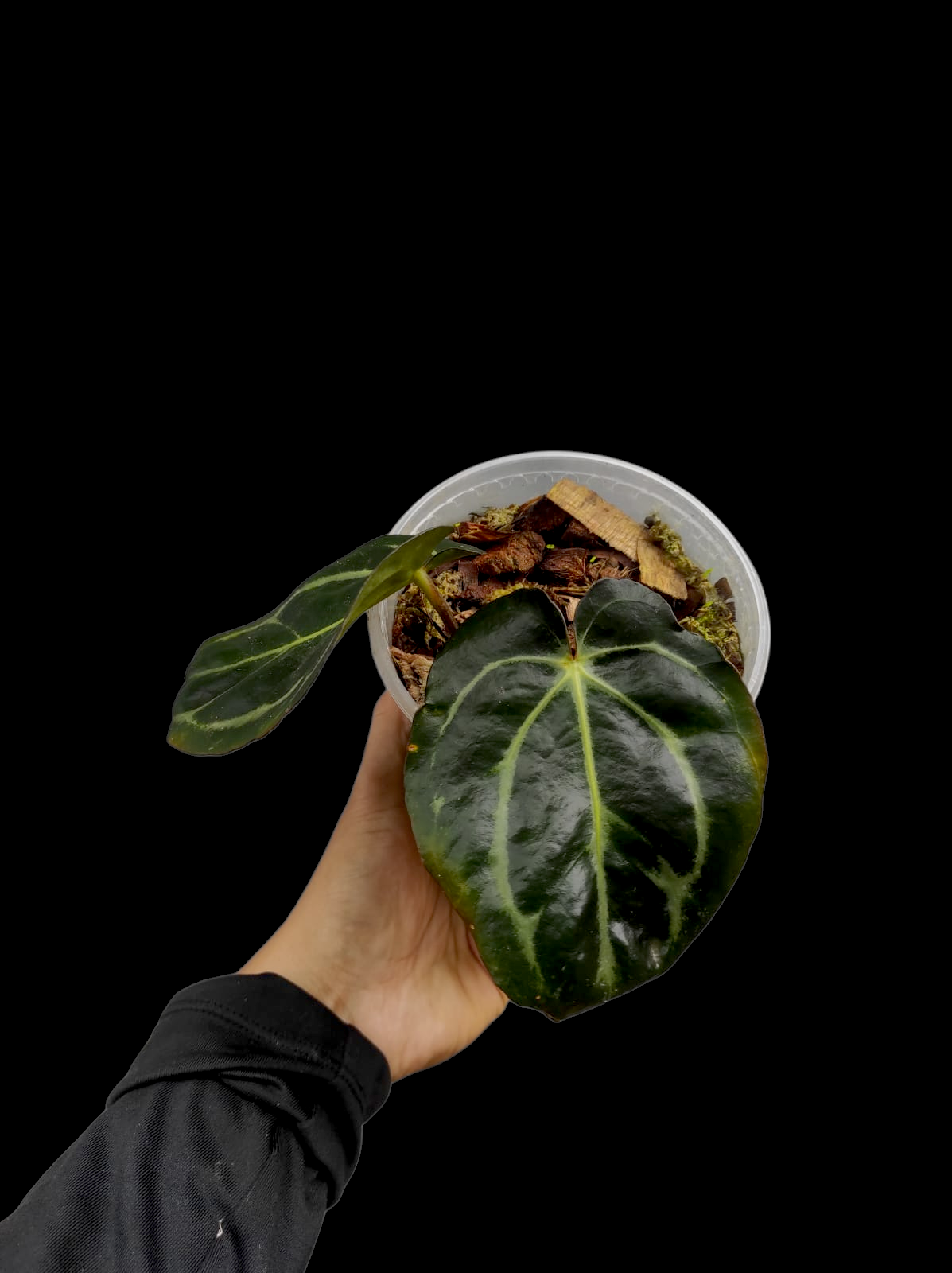 Anthurium Carlablackiae Wild Ecotype (EXACT PLANT)