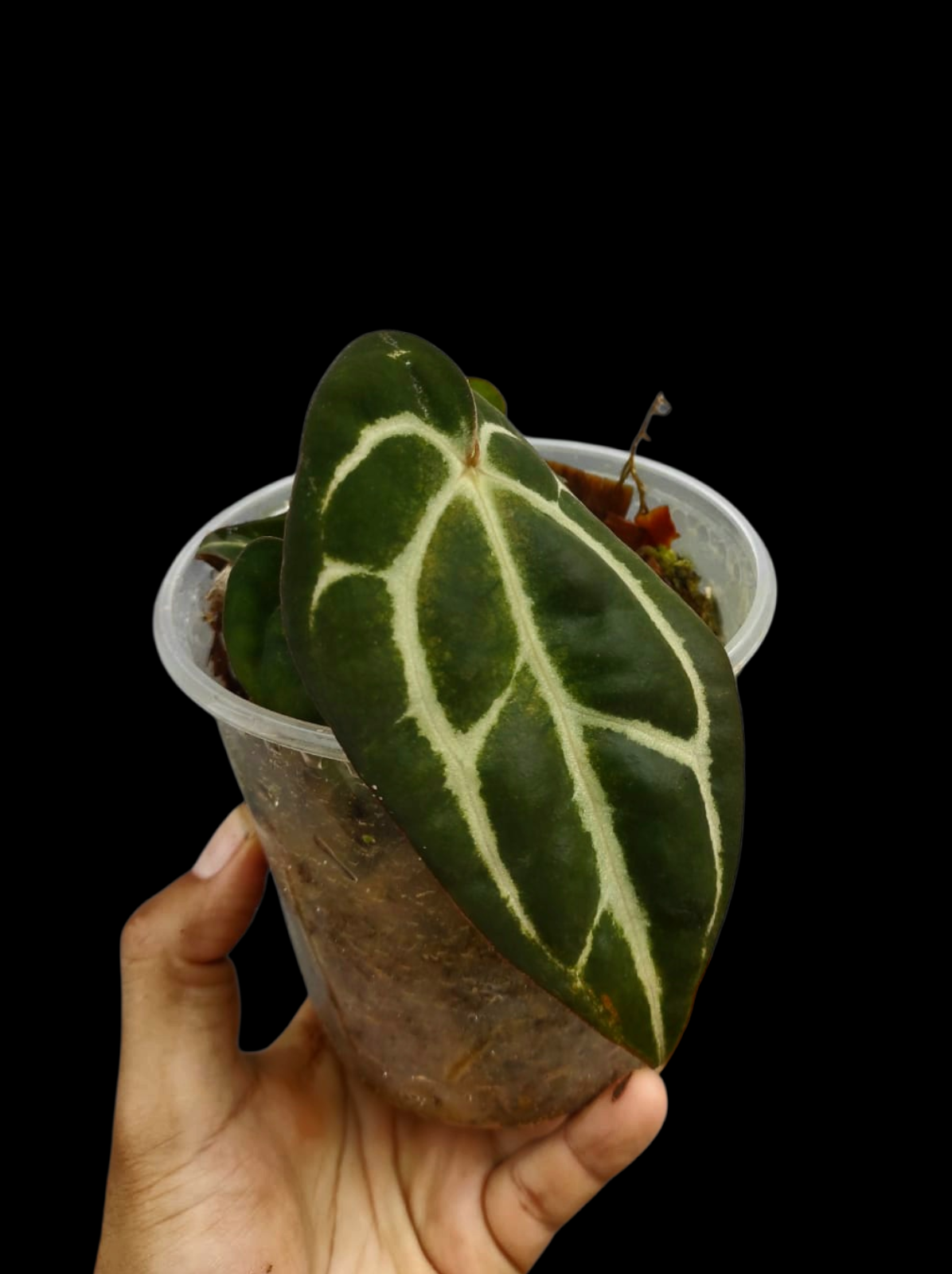 Anthurium Carlablackiae Wild Ecotype with 3 Leaves (EXACT PLANT)