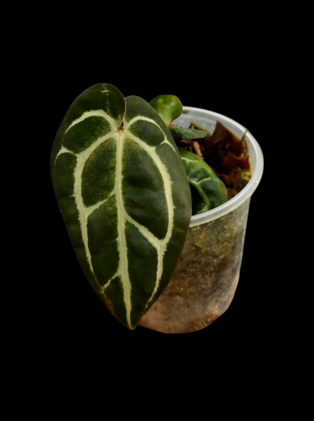 Anthurium Carlablackiae Wild Ecotype with 3 Leaves (EXACT PLANT)