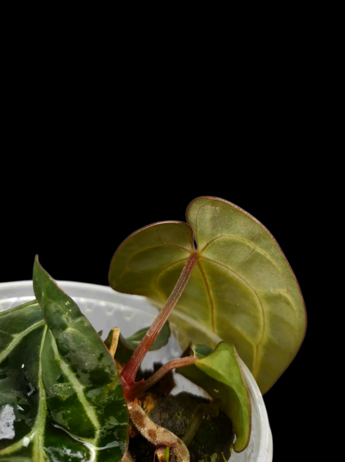 Anthurium Carlablackiae Wild Ecotype with 3 Leaves (EXACT PLANT)