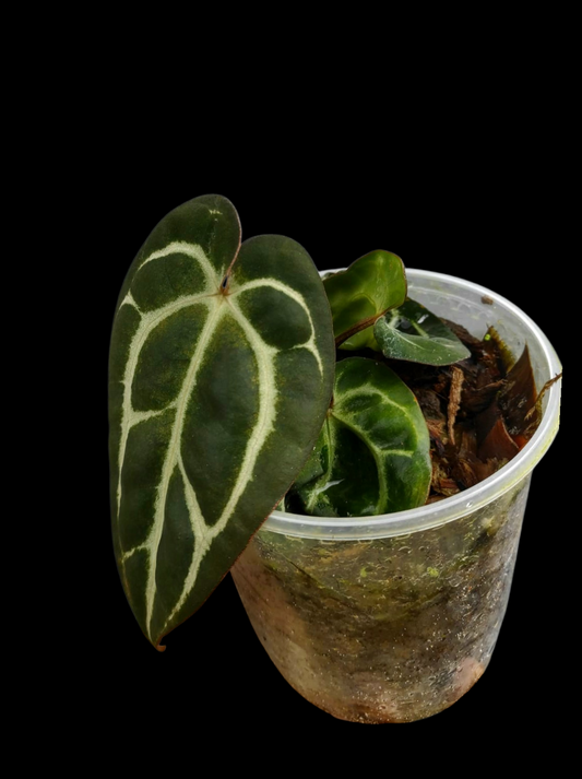 Anthurium Carlablackiae Wild Ecotype with 3 Leaves (EXACT PLANT)