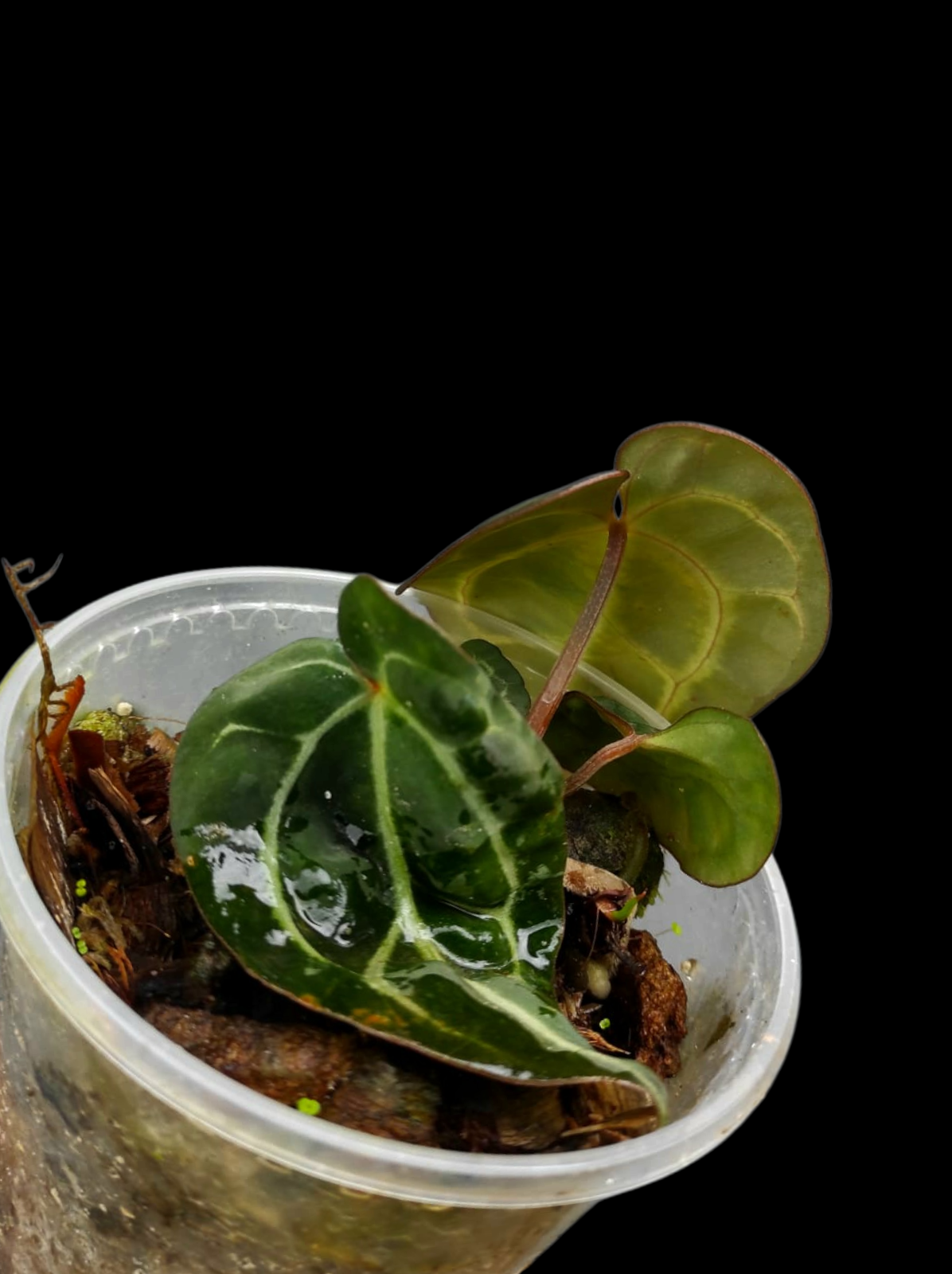 Anthurium Carlablackiae Wild Ecotype with 3 Leaves (EXACT PLANT)